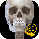 skeleton 3d anatomy مهكر